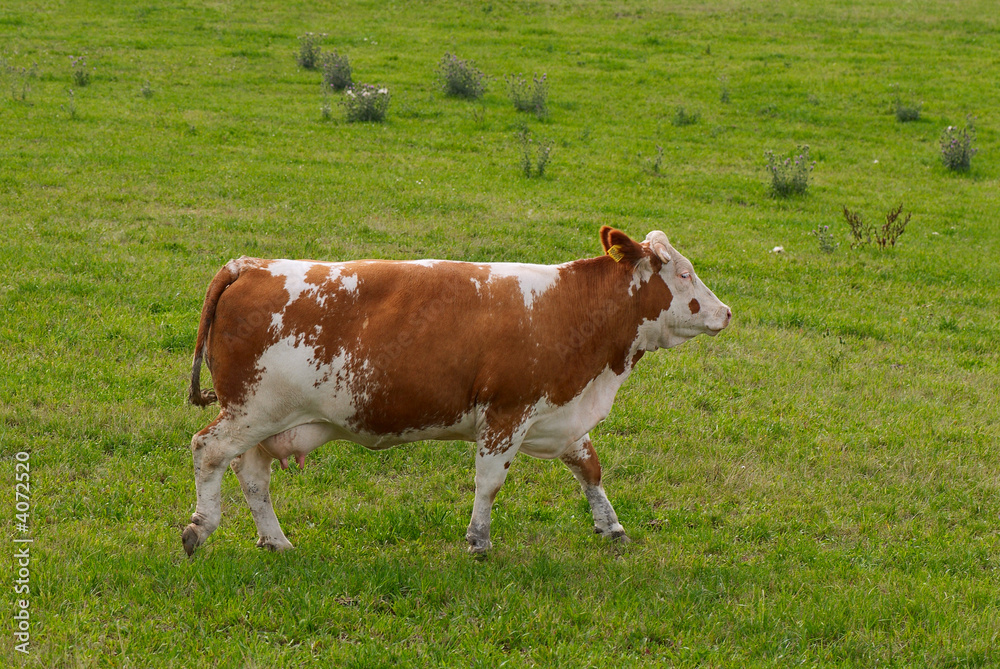 Photo of the breeding cow on a meadow.