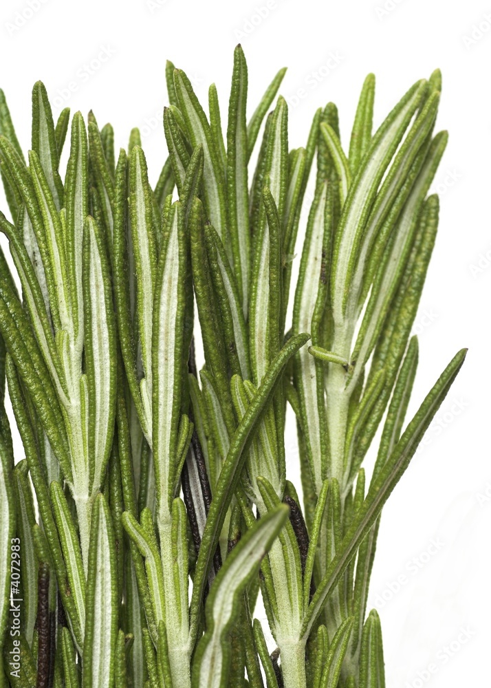 Obraz premium Rosemary Sprigs