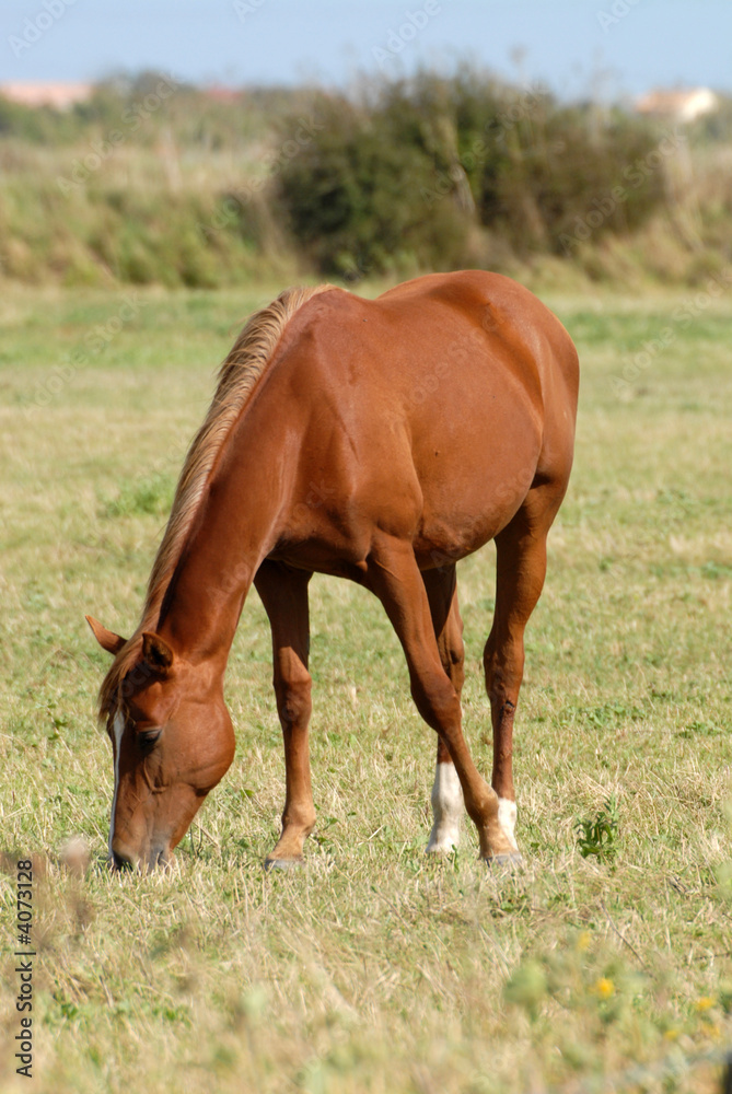 cheval alezan broutant dans les marais cheval alezan broutant dans les marais