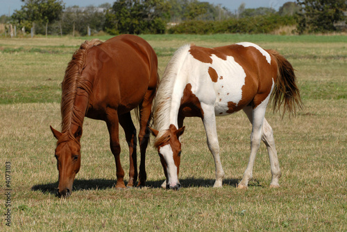 chevaux broutant en prairie