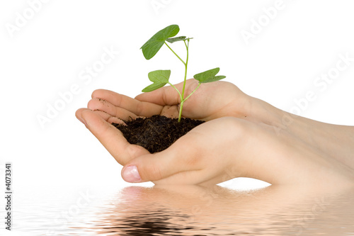 Plant