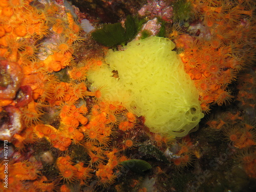 krustenanemone