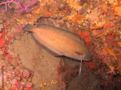 gabeldorsch