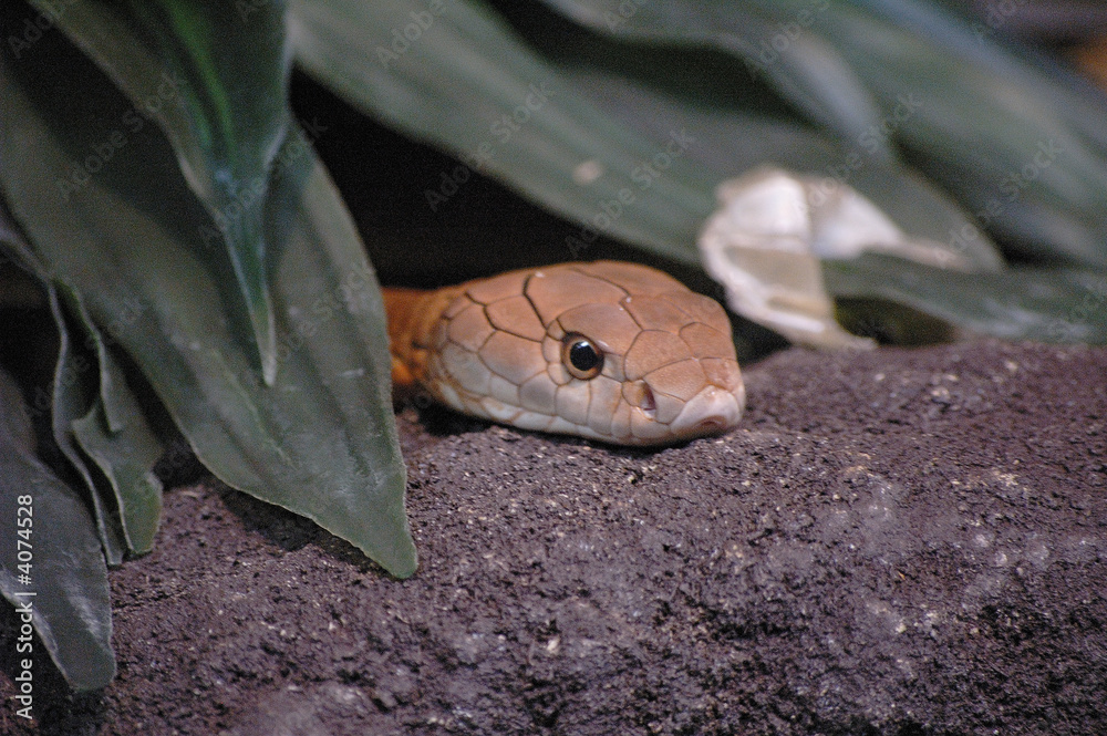 Fototapeta premium Live Snake