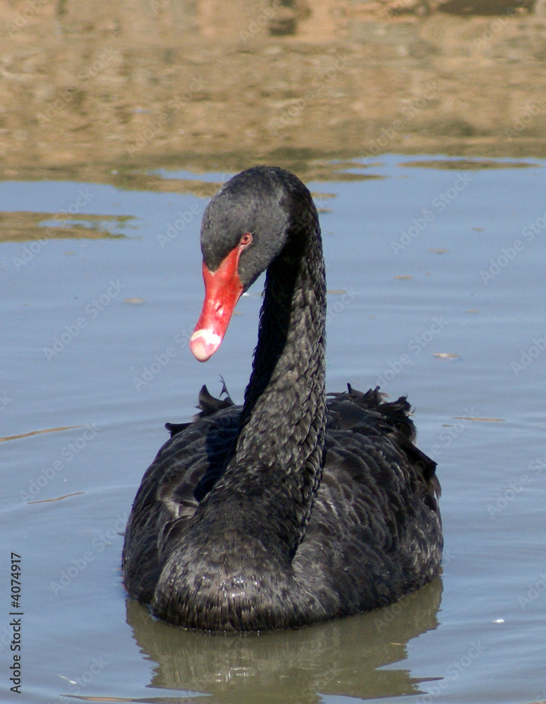 Fototapeta premium black swan