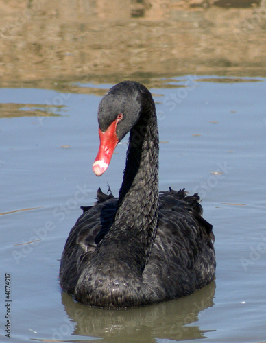 Fototapeta Naklejka Na Ścianę i Meble -   black swan