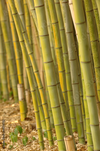 Bamboo