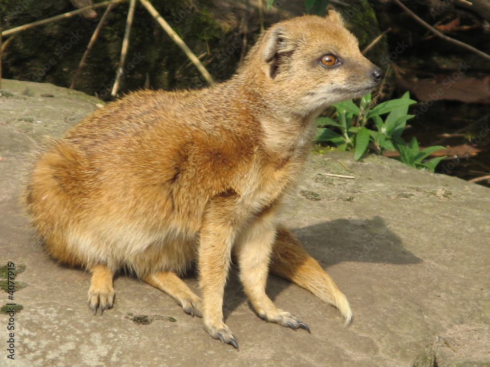 Fototapeta premium chien de prairie