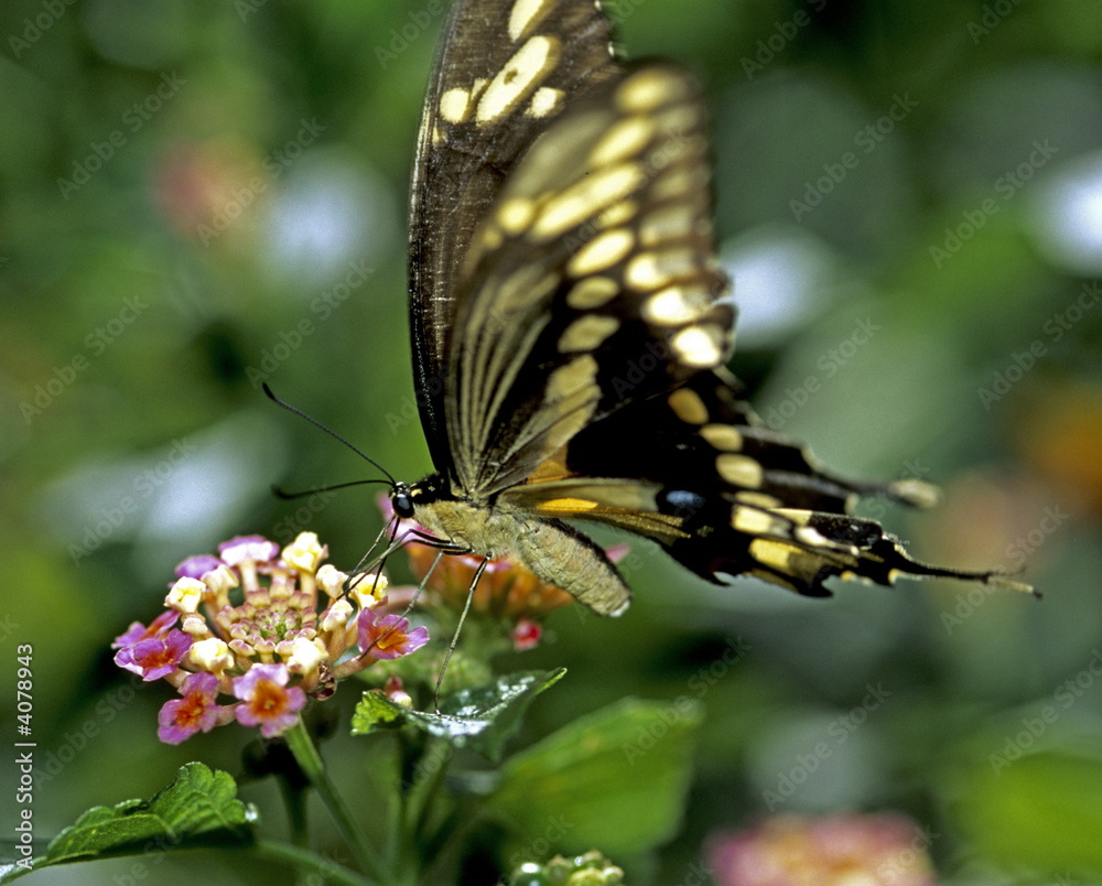 Fototapeta premium Swallowtail butterfly