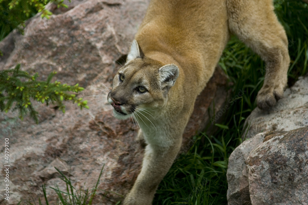 Fototapeta premium Puma