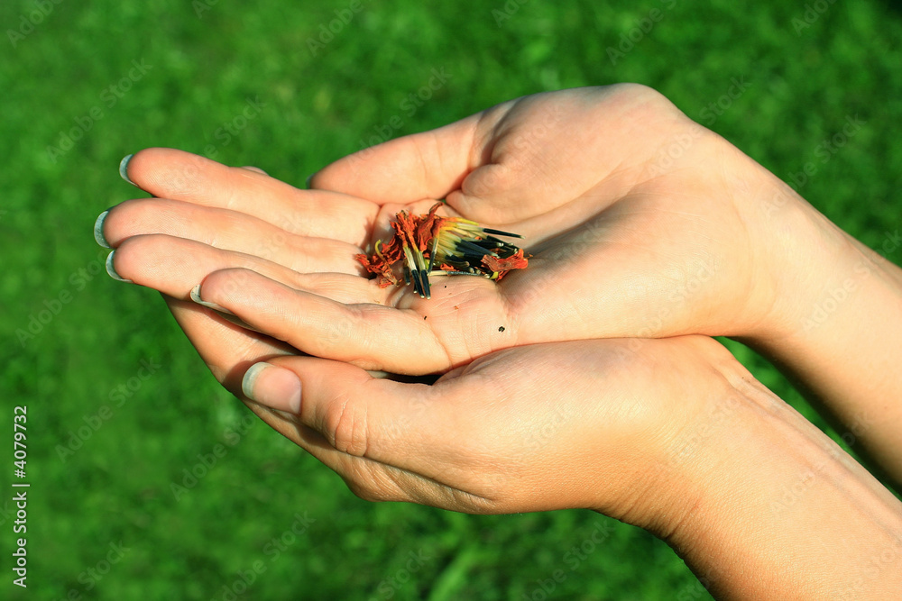 Hands with seeds