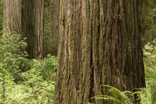 Redwood trees with ferns.