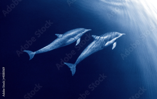 Dolphin Duo © DavidMSchrader