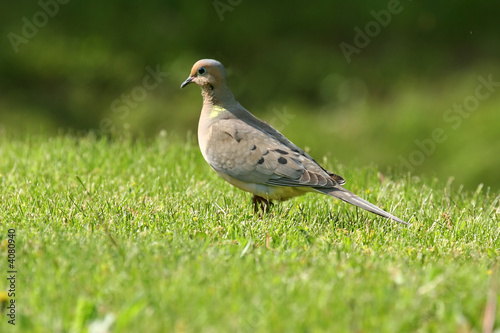 Dove with blurry background and foreground