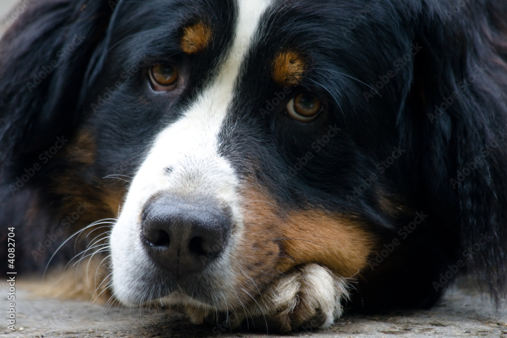 Bernese Mountain dog