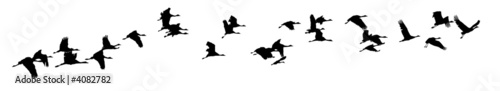 India, Flock of cranes at sunset: Vector