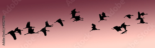 India, Flock of cranes at sunset 