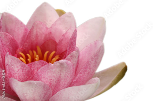seerose teil