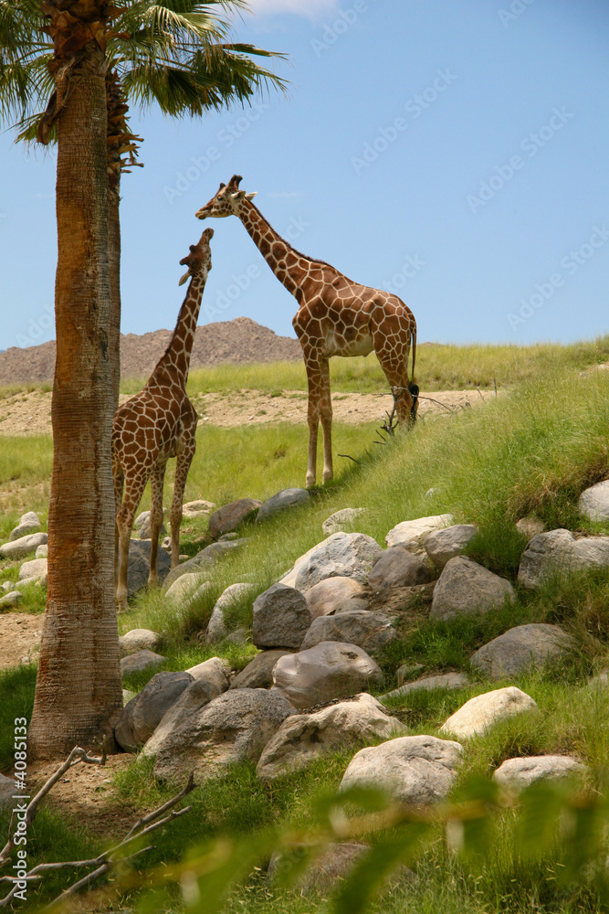 Obraz premium Giraffe 2