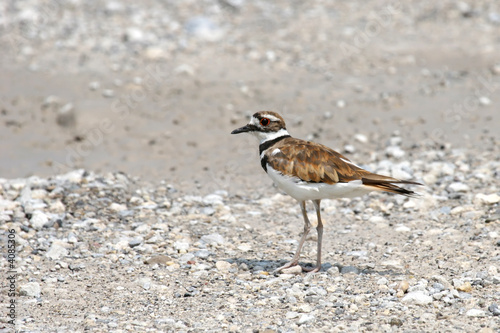 Killdeer