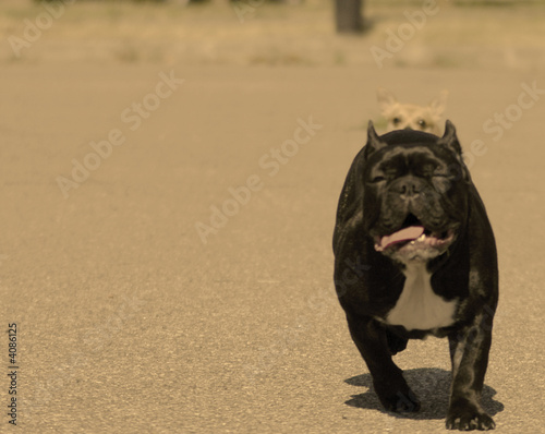 French Bulldog photo