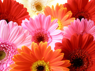 Handdoek met foto Gerbera Kleurige gerbera bloemblaadjes van dichtbij  © Anette Linnea Rasmus