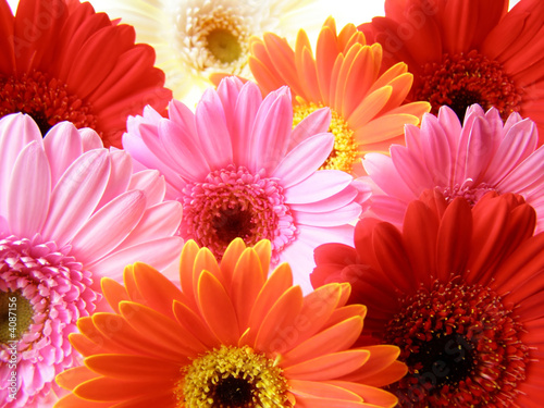 Leinwand Poster colorful gerbera petals