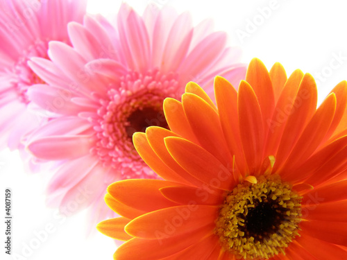 colorful gerbera petals