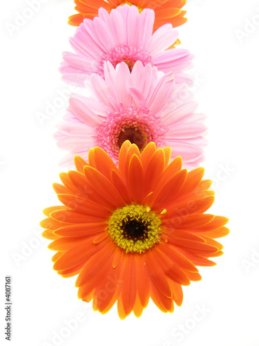 colorful gerbera petals