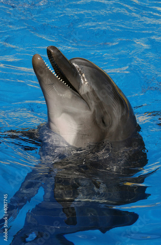 Smileof a dolphin.