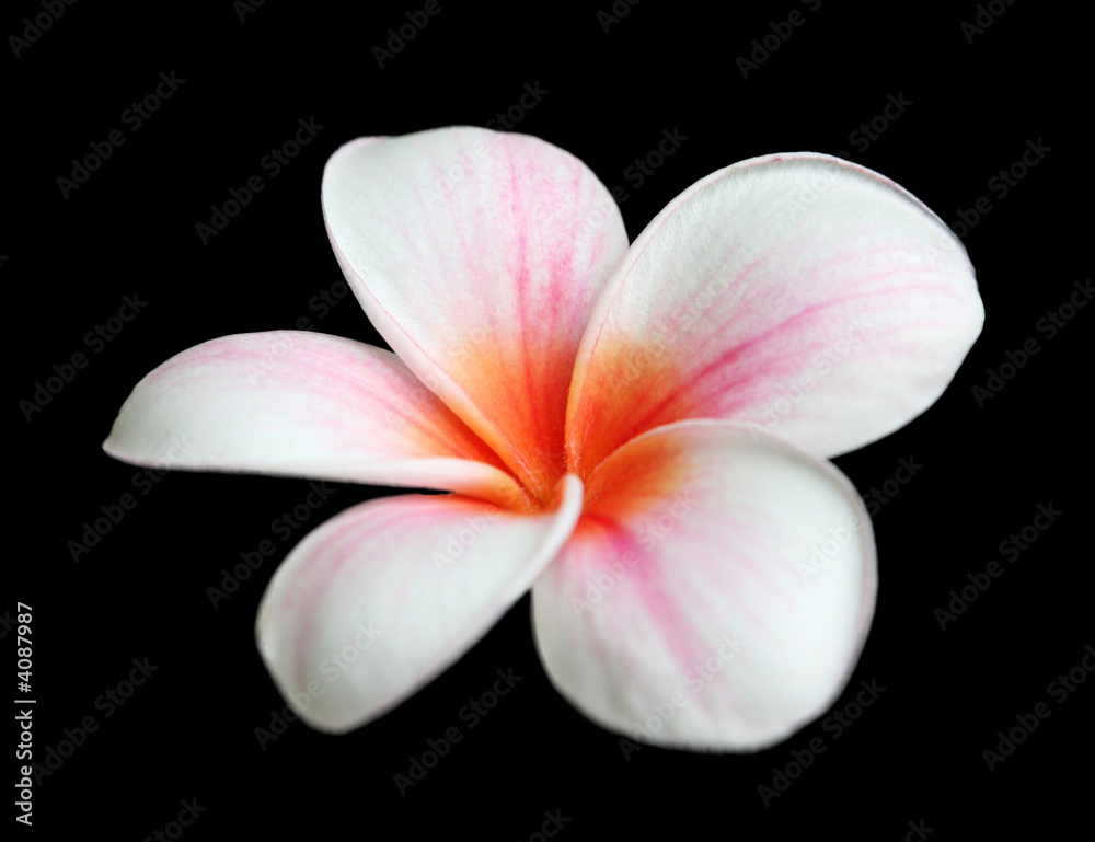 Fototapeta premium Fleur de frangipanier