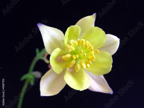 Lone Columbine