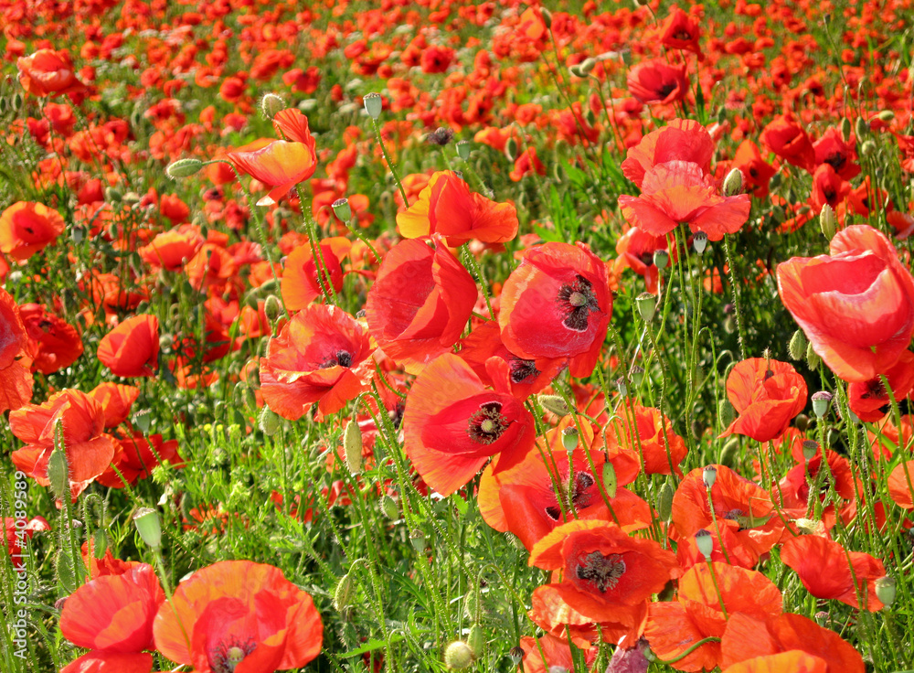 Naklejka premium Red poppies