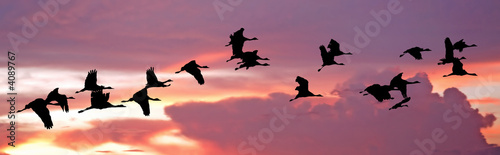 India  Flock of cranes at sunset 