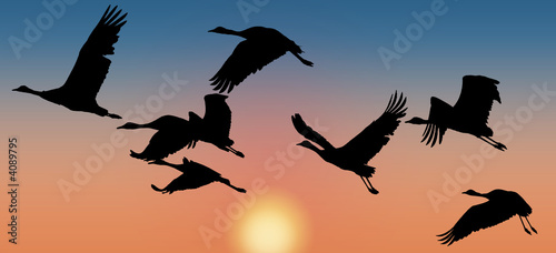 India, Flock of cranes at sunset 