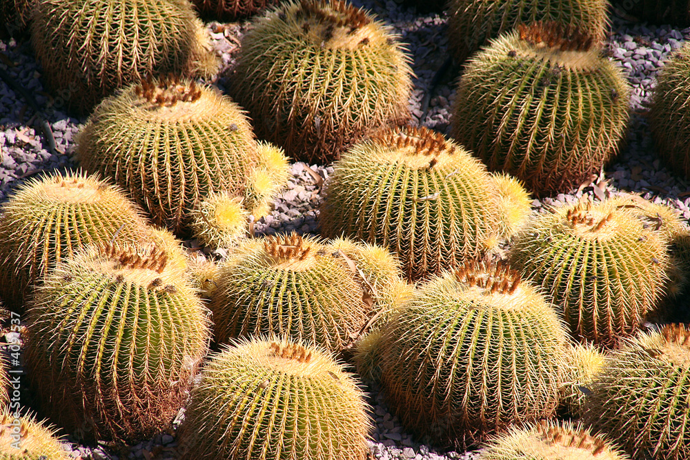Cactus in the garden Cactus in the garden