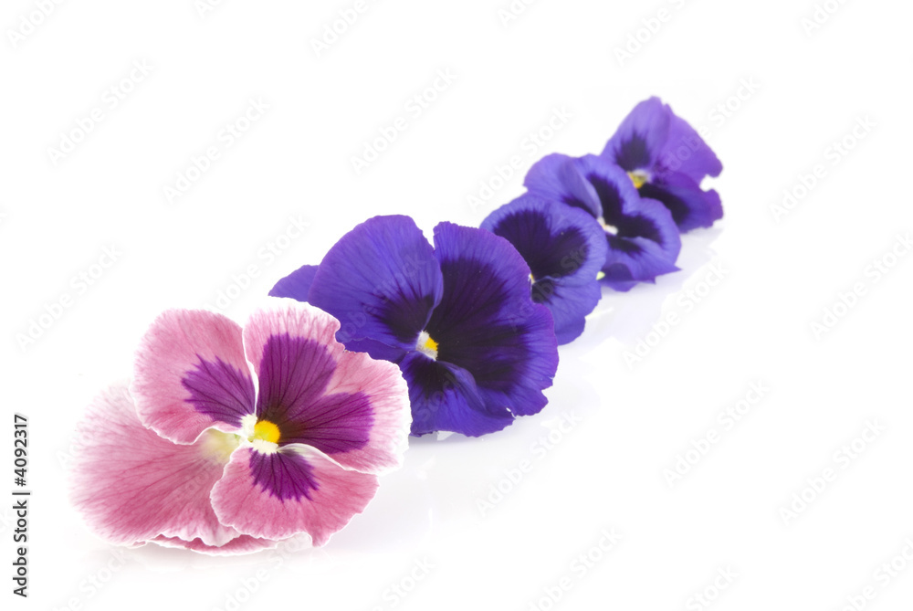 garland from violets