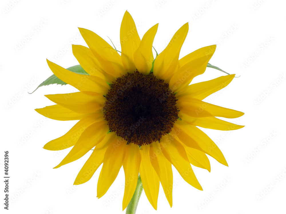 Obraz premium Sunflower