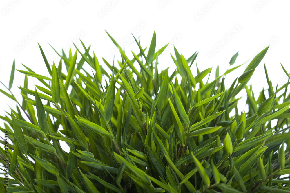 Fototapeta premium Bambusblätter