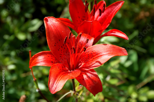 Tableau sur toile close-up of an amaryllis (Lily)