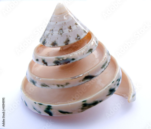 Spiral sea shell exotic close up on a plain ground
