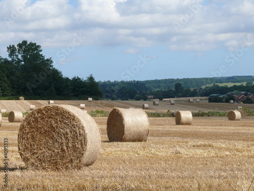 Cornfield after harvesting