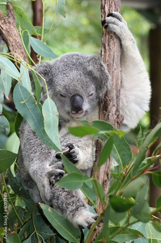 sleepy koala