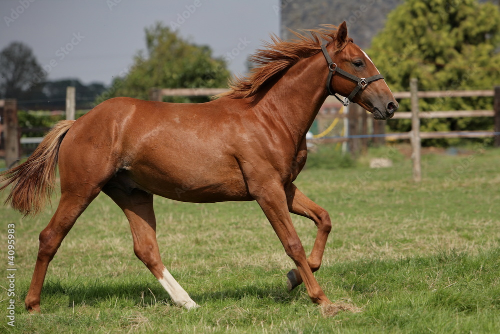 poulain au trot poulain au trot