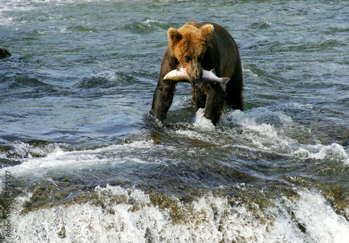 Grizzly bear