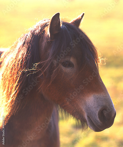 Exmoor-Pony