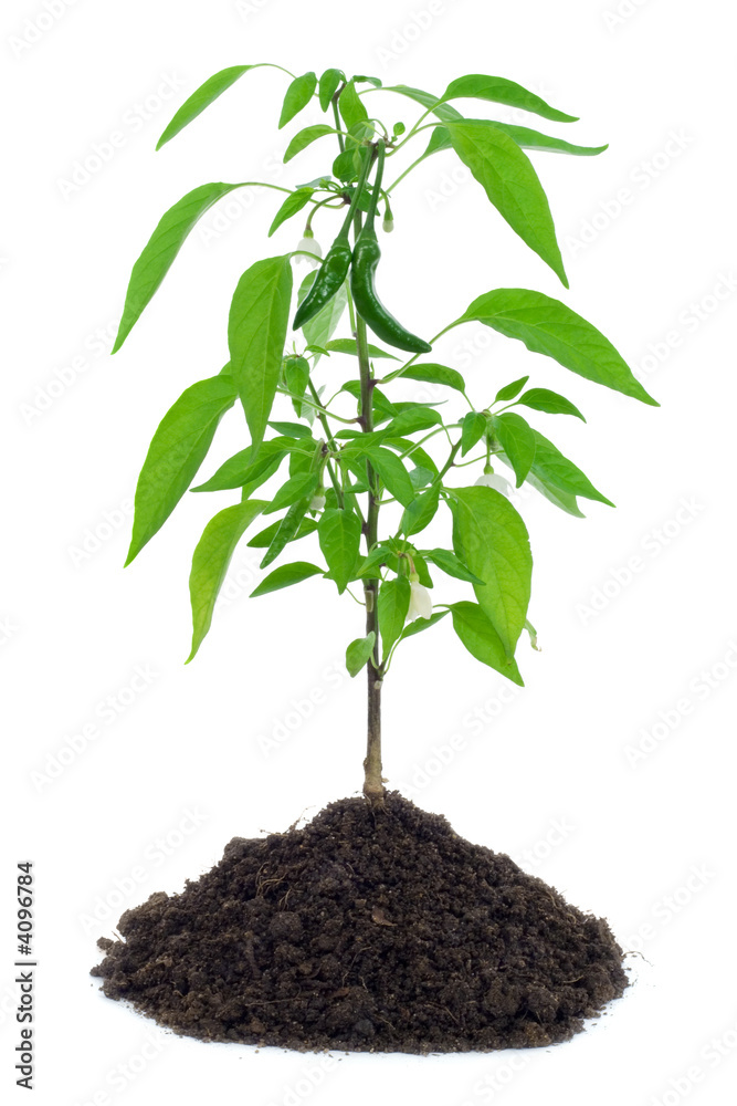 custom made wallpaper toronto digitalHot pepper plant