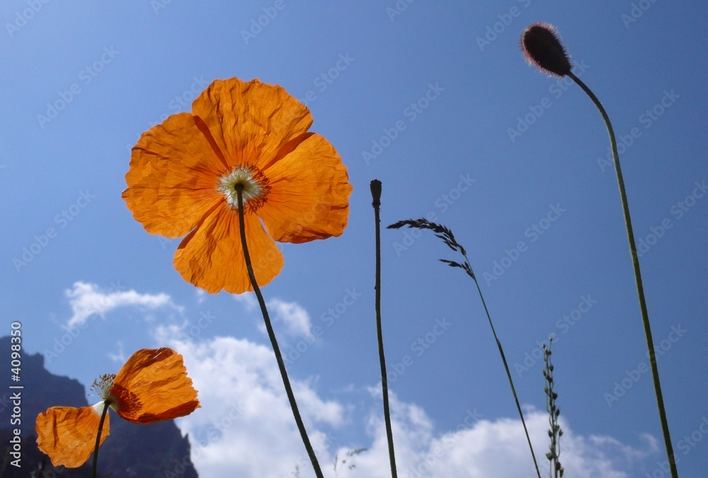 Obraz premium Alpine poppies against blue sky