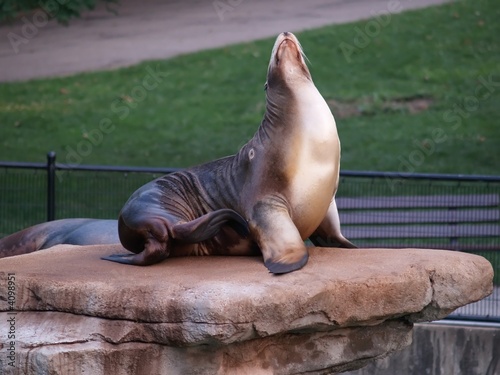 Seal At the Zoo