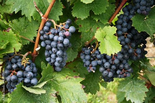 Weintrauben 5